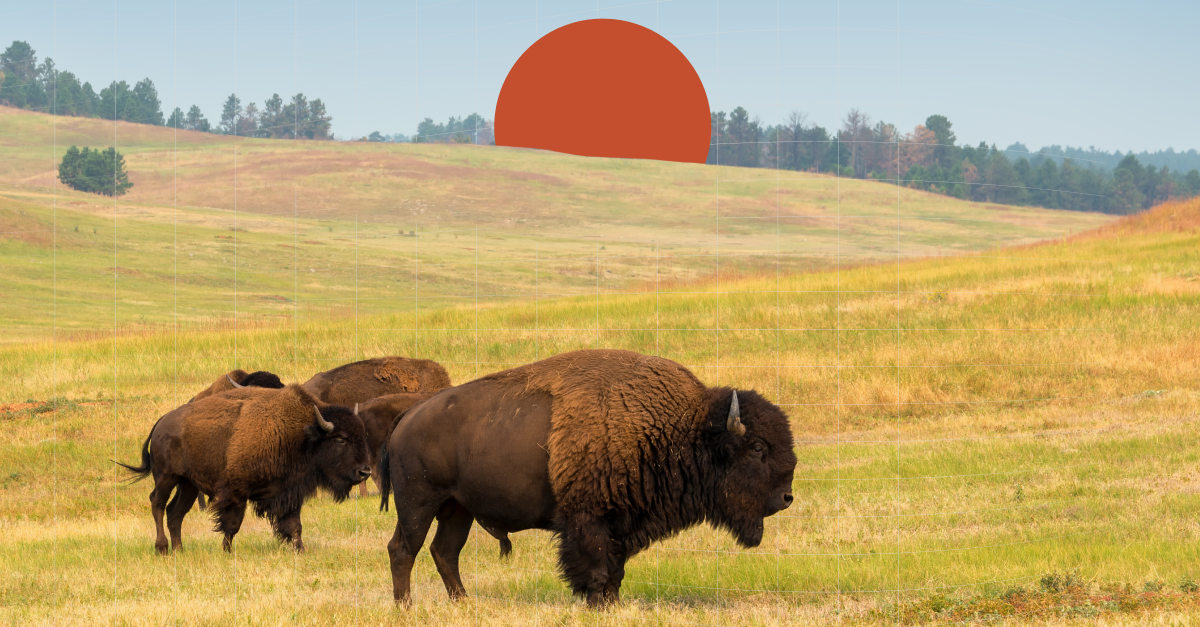 Bison in a field