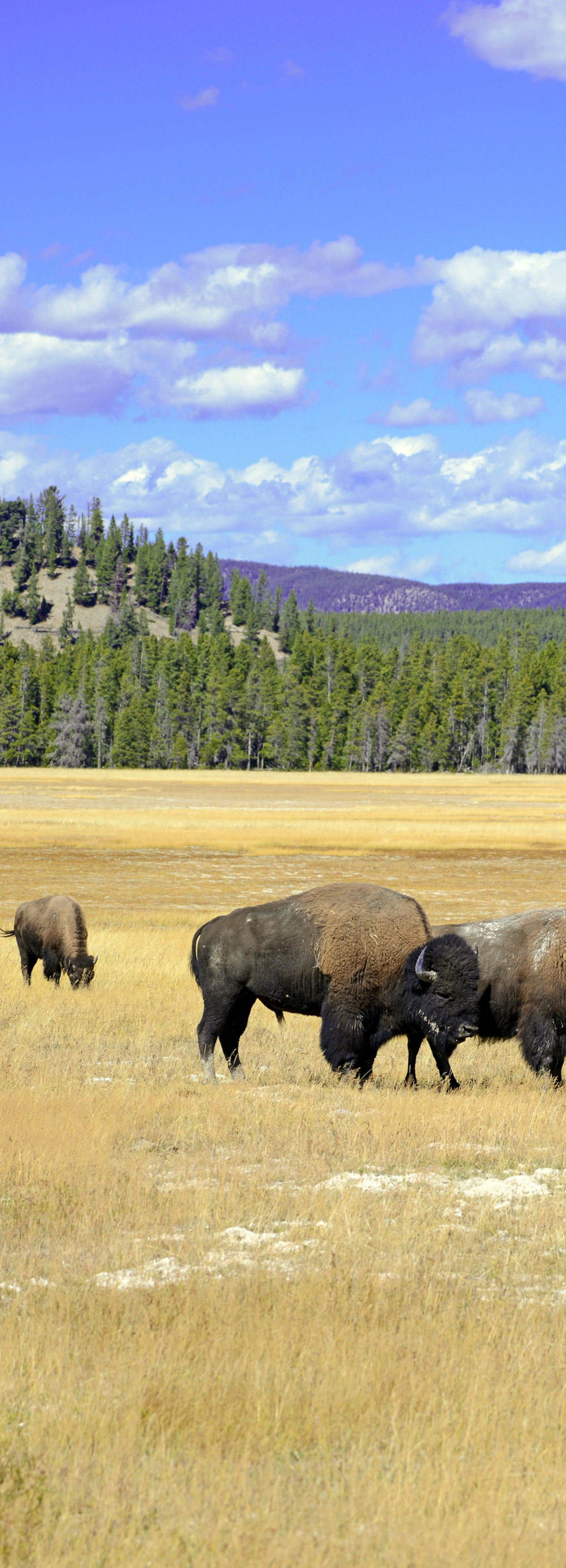 Bison in a field