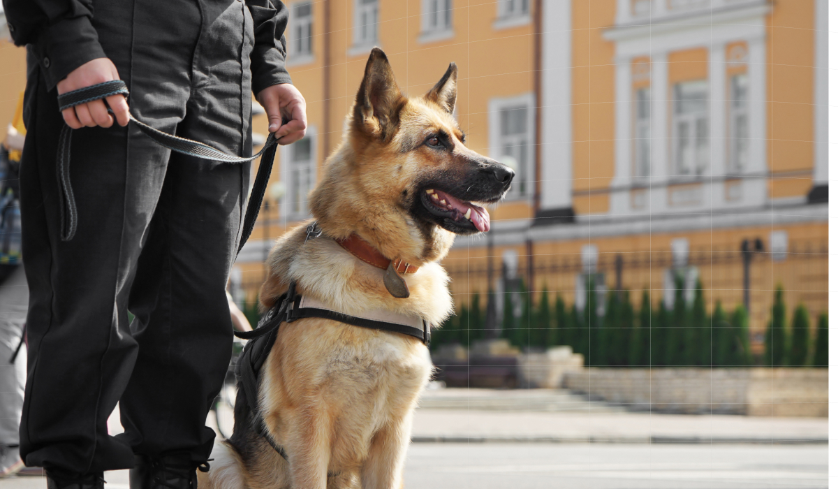 A dog on a leash